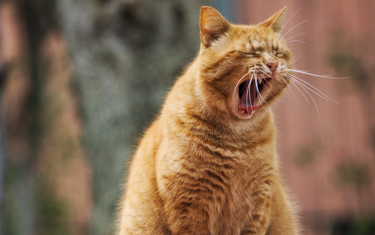 Understanding the Gentle Spirit of the Tonkinese